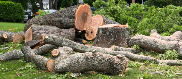 Reliable Shongopovi, AZ Tree Removal Services Solutions