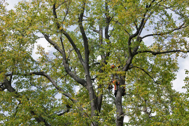 How Our Tree Care Process Works  in  Shongopovi, AZ